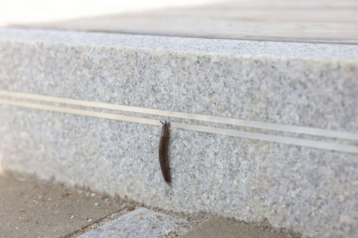 KERBL SnailStop Zaunband elektrischer Schneckenzaun